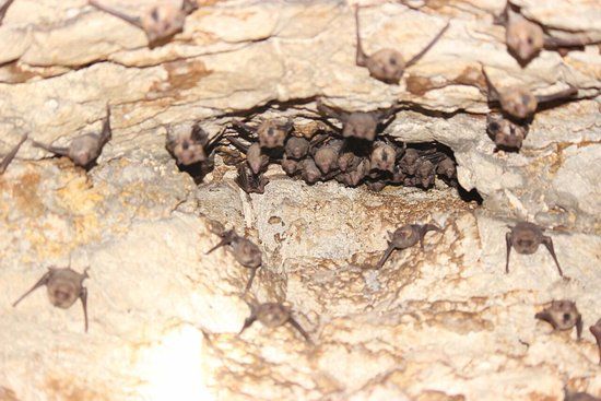 Grotte Aux Chauve Souris